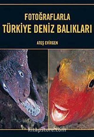 Fotoğraflarla Türkiye Deniz Balıkları