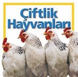 Çiftlik Hayvanları