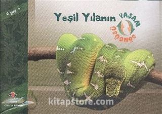 Yeşil Yılanın Yaşam Döngüsü