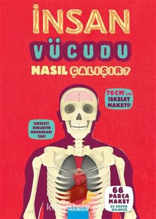 İnsan Vücudu Nasıl Çalışır?