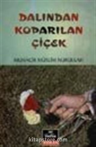 Dalından Koparılan Çiçek