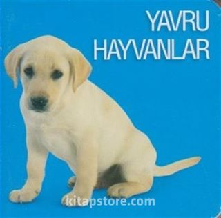 Yavru Hayvanlar