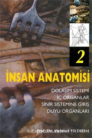 İnsan Anatomisi 2 Dolaşım Sistemi - İç Organlar - Sinir Sistemine Giriş - Duyu Organları