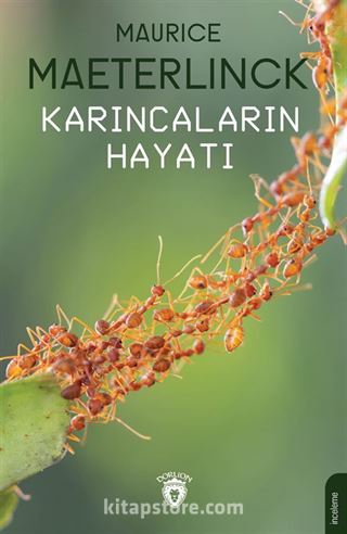 Karıncaların Hayatı