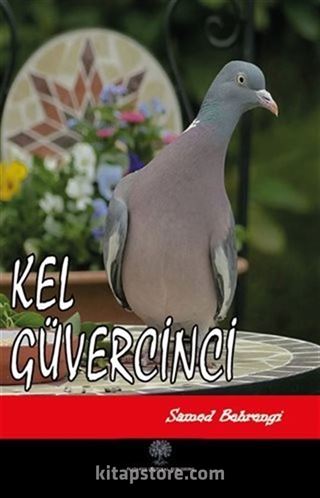 Kel Güvercinci