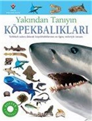 Köpekbalıkları - Yakından Tanıyın