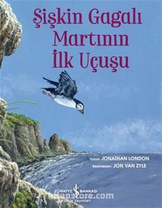 Şişkin Gagalı Martının İlk Uçuşu