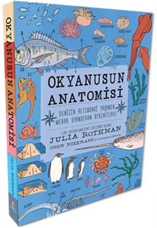 Okyanusun Anatomisi